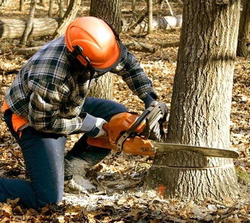 Tree Removal in Pine Level, NC